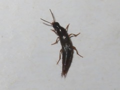 Quedius maurorufus