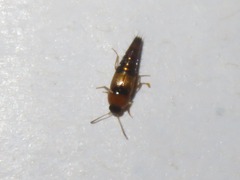 Tachyporus solutus
