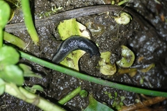 Arion hortensis