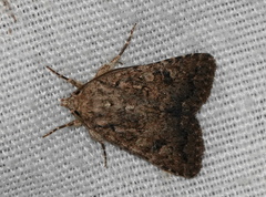 Protorthodes alfkenii