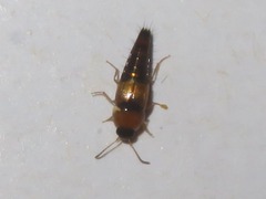 Tachyporus solutus