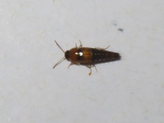 Tachyporus solutus