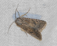 Protorthodes alfkenii