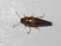 Tachyporus solutus