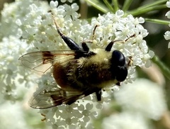 Sericomyia flagrans