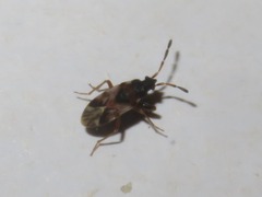Scolopostethus thomsoni