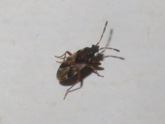 Scolopostethus thomsoni