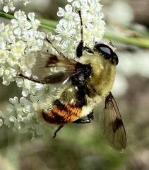 Sericomyia flagrans