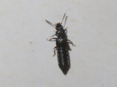 Anotylus