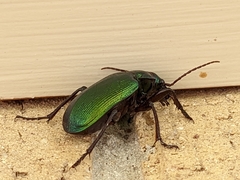 Calosoma schayeri