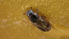 Melinopterus