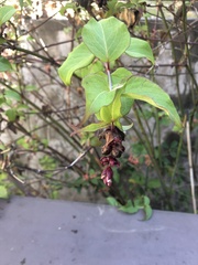 Leycesteria