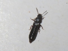 Anotylus