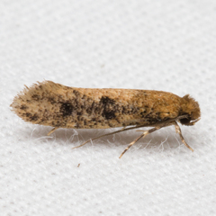 Niditinea orleansella