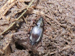 Agonum punctiforme
