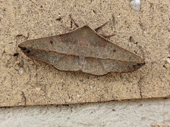 Antictenia punctunculus