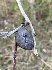 Prunus amygdalus