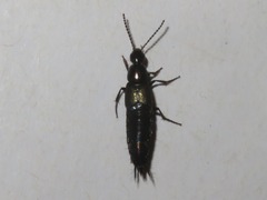 Philonthus cognatus