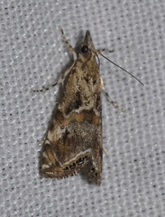Euchromius cambridgei