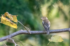 Fringilla coelebs coelebs