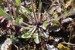 Arabidopsis suecica