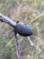 Prunus amygdalus