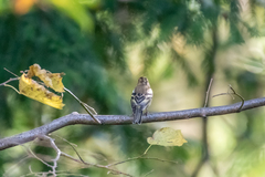 Fringilla coelebs coelebs