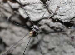 Leuronychus pacificus