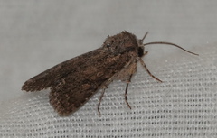 Protorthodes alfkenii