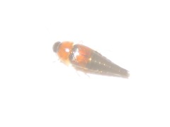 Tachyporus solutus