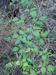 Rubus leucodermis