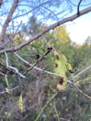 Prunus amygdalus