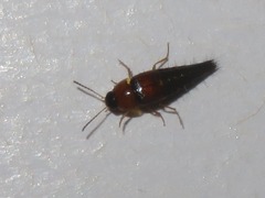 Tachyporus solutus