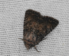 Protorthodes alfkenii