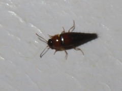 Tachyporus solutus