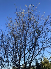 Prunus amygdalus