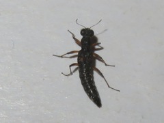 Stenus bimaculatus