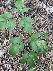 Zizia aurea