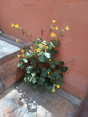 Oxalis