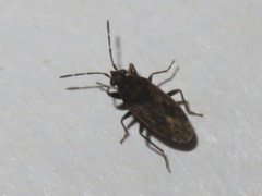 Peritrechus geniculatus