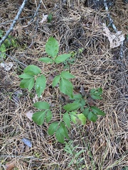 Zizia aurea