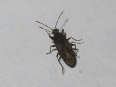 Peritrechus geniculatus