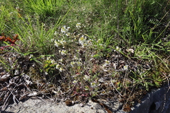 Arabidopsis suecica