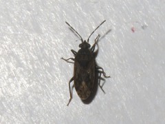 Peritrechus geniculatus