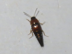 Tachyporus solutus