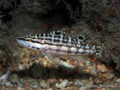 Serranus tigrinus