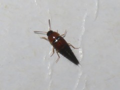 Tachyporus solutus