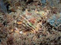 Chicoreus florifer