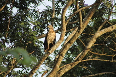 Buteogallus urubitinga