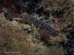 Tigrigobius macrodon